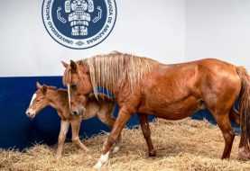 Cavallo peruviano di razza Paso: effettuata la prima clonazione